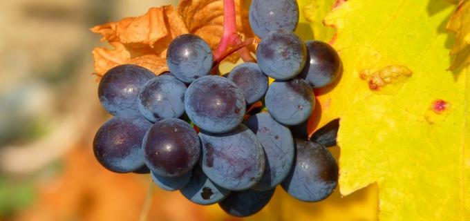 uvas para la diabetes, en forma medida son saludables